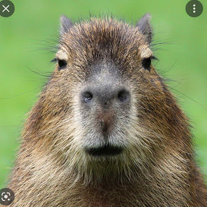 Meet your Posher, Magikist